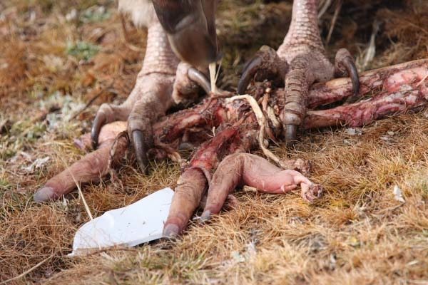 weird stuff, india, aghori, rituals, taboo, bizarre, world, asia, unusual, hidden india, babas, sadhus
