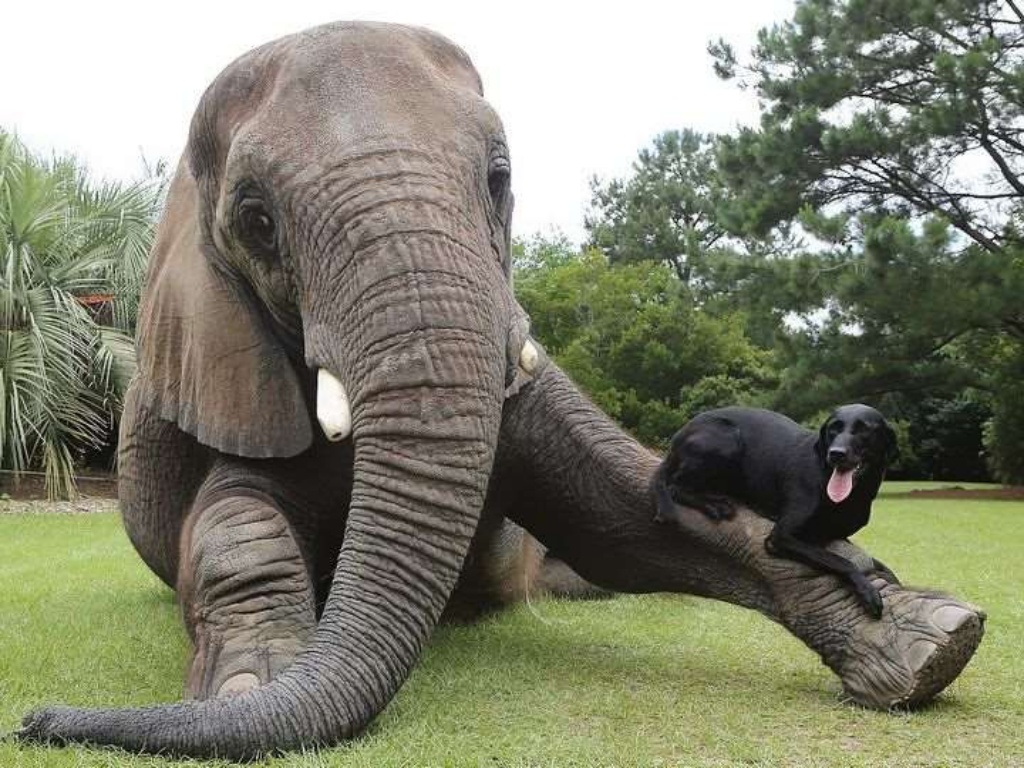 inspiration, bubbles and bella, puppy and elephant, best friends, dog and elephant, animal friendships, cute
