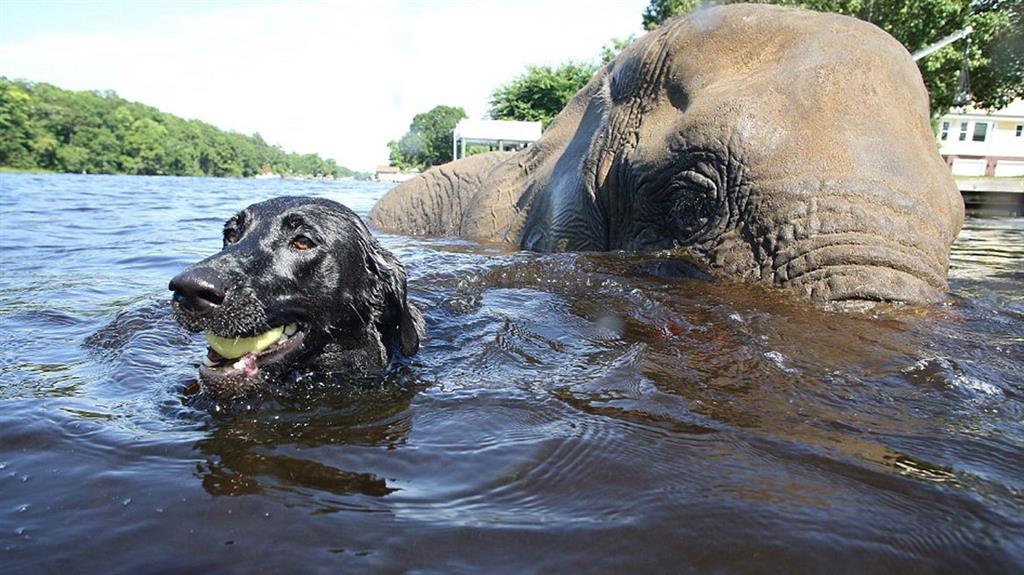inspiration, bubbles and bella, puppy and elephant, best friends, dog and elephant, animal friendships, cute