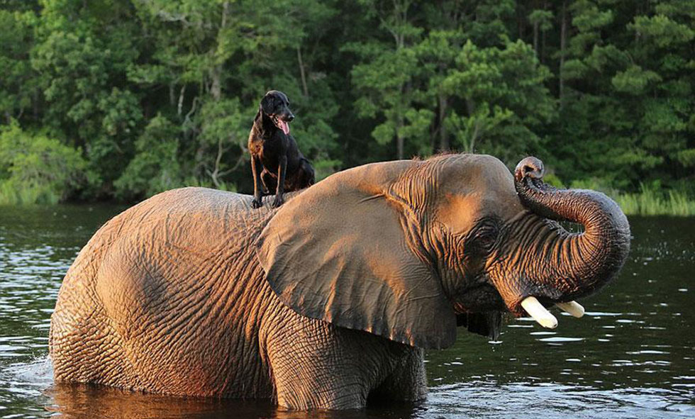 inspiration, bubbles and bella, puppy and elephant, best friends, dog and elephant, animal friendships, cute