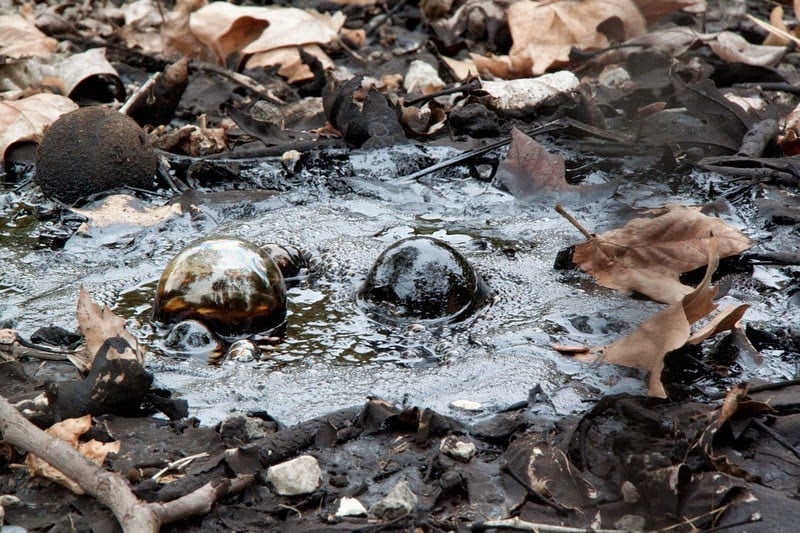 La brea tar pits 4