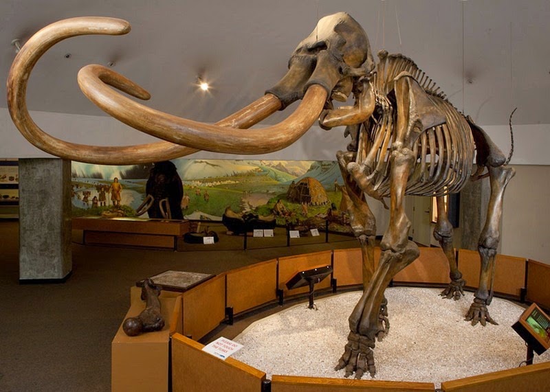 la brea tar pits 6