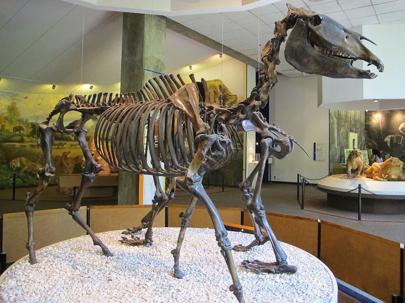 la brea tar pits 7