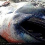 megamouth shark
