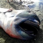 megamouth shark albay
