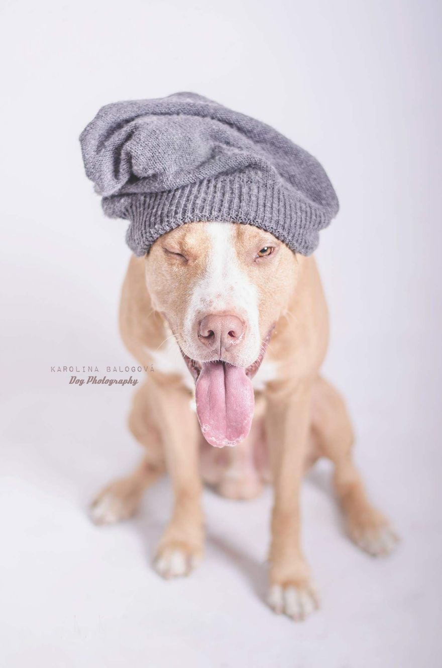 Pit Bull rules, a piscture for an American Pitbull Gangsters calendar