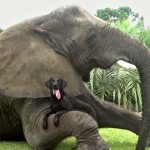 elephant and dog together