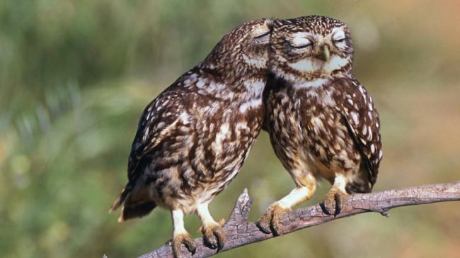 Cute owl photos 1