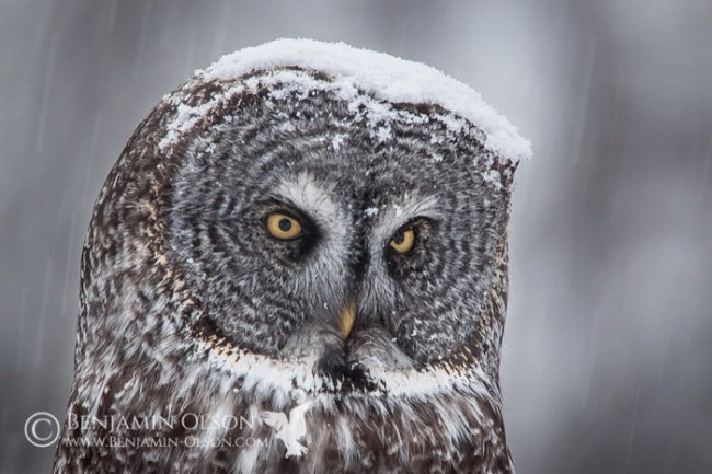 Cute Owl Photos 10