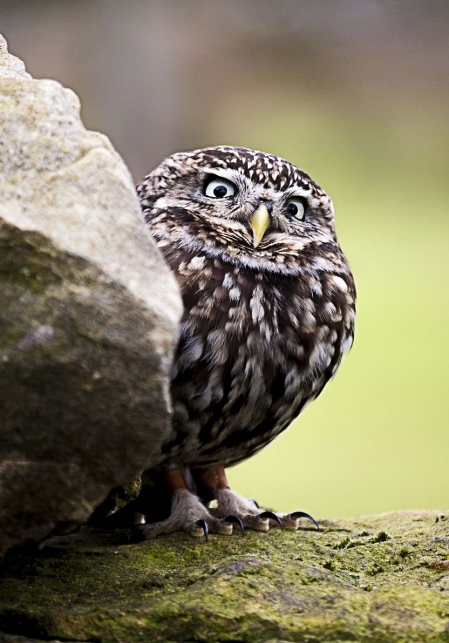 Cute owl photos 11