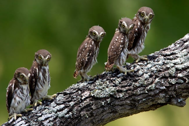 Cute Owl Photos 13