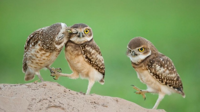 Cute owl photos 14