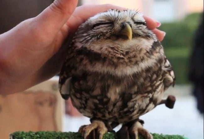 Cute owl photos 15