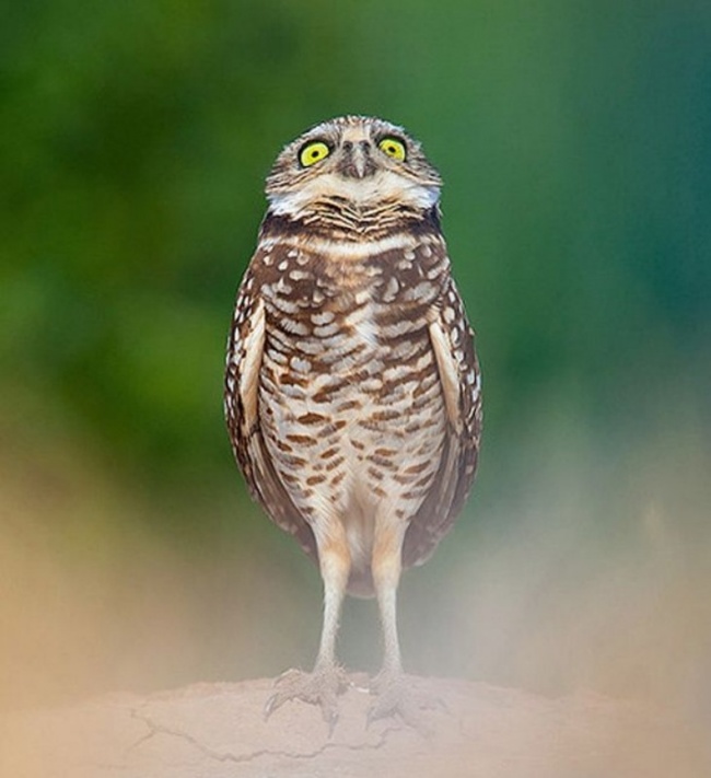 Cute Owl Photos 17