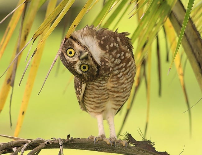 Cute Owl Photos 2