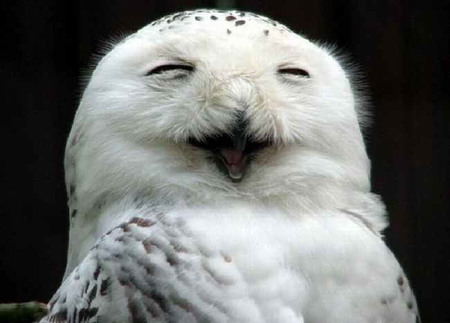 Cute Owl Photos 3