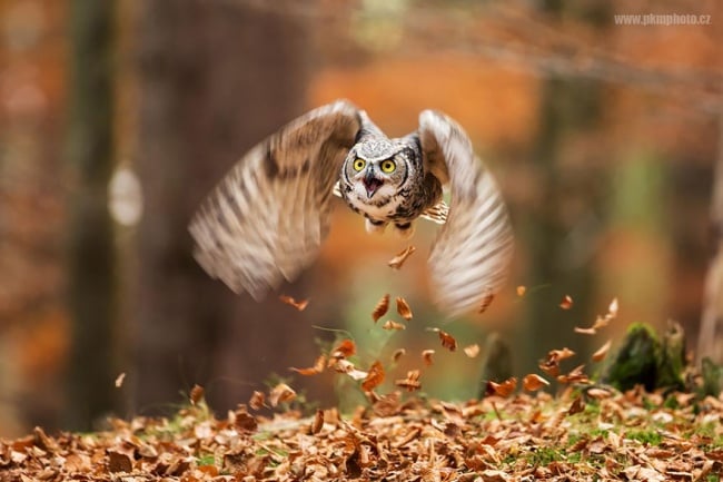 Cute Owl Photos 4