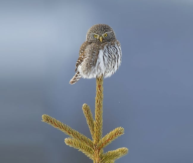 Cute Owl Photos 5