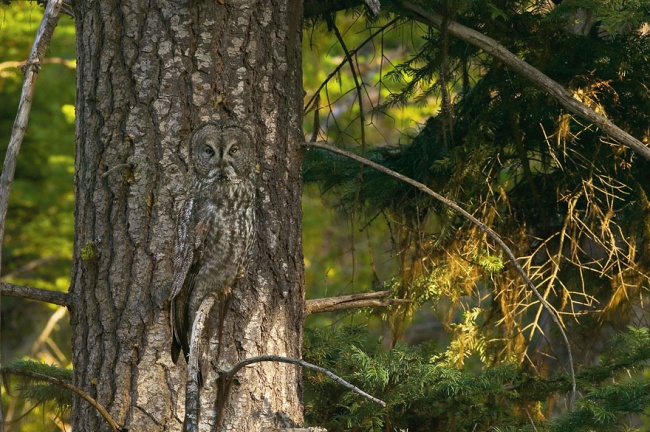 Cute Owl Photos 7