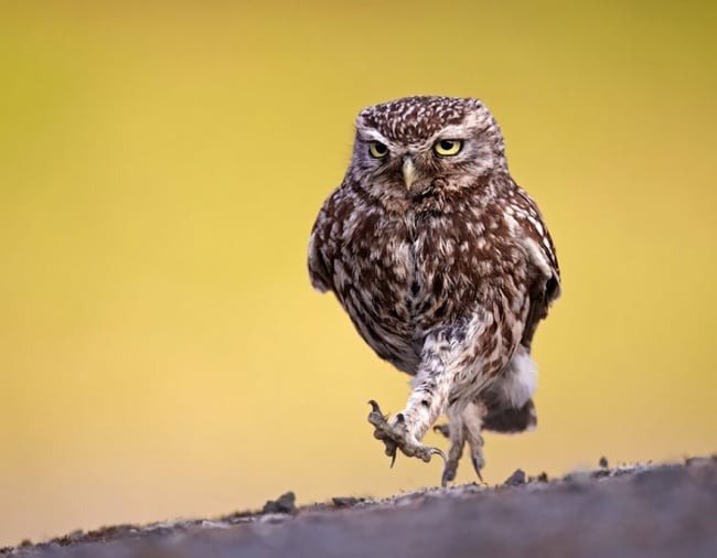 Cute owl photos 8