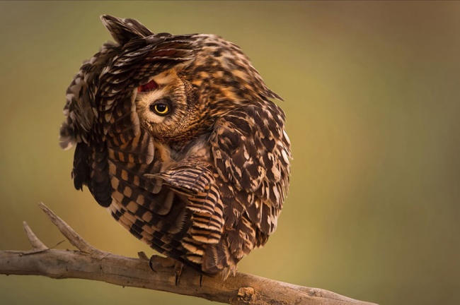 Cute Owl Photos 9