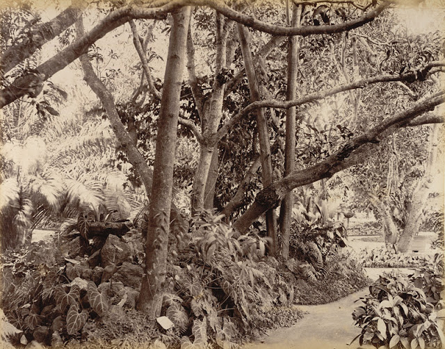 A park in bangalore 1902