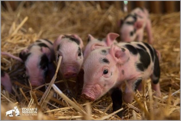 Cute pigs 10