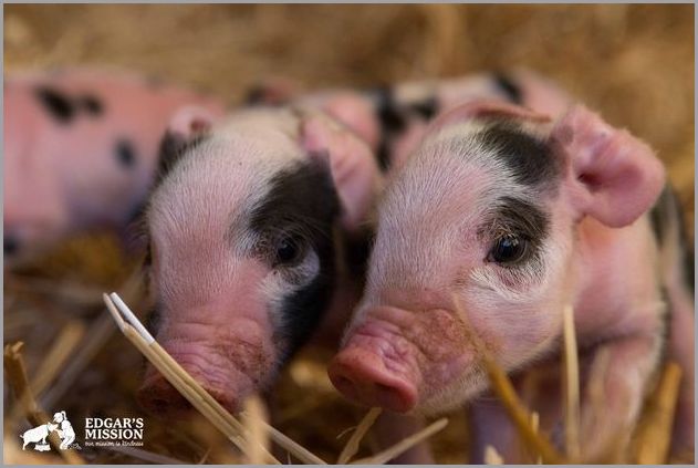 Cute pigs 12