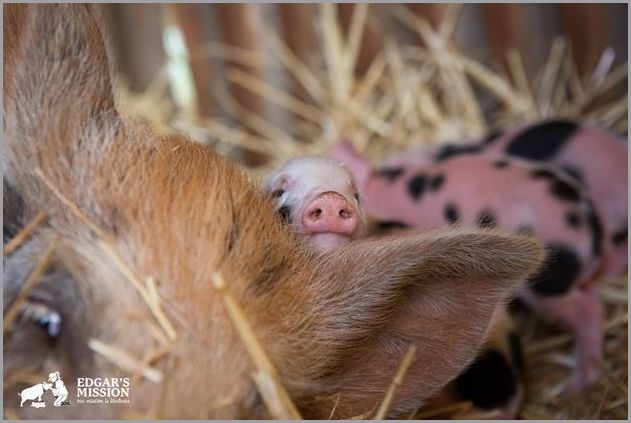 Cute Pigs 13 Reckon Talk cute-pigs-13-reckon-talk
