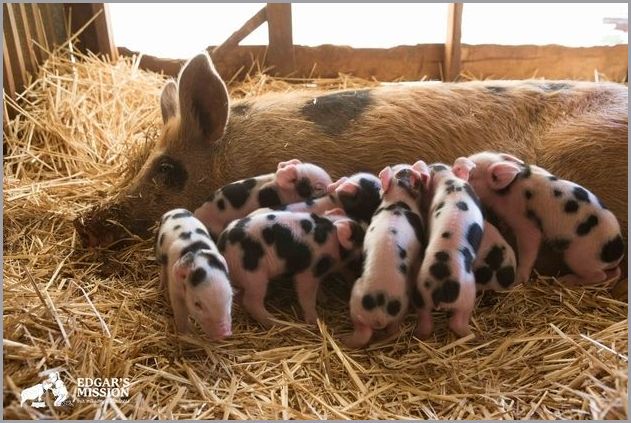 Cute pigs 2