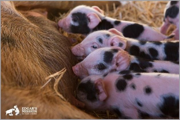 Cute pigs 3