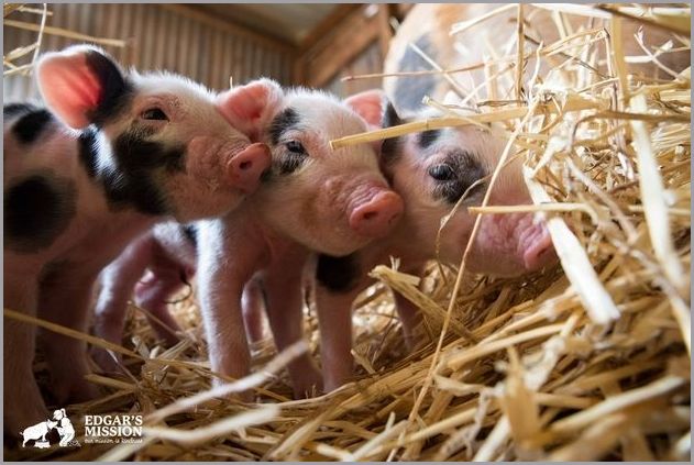 Cute pigs 4