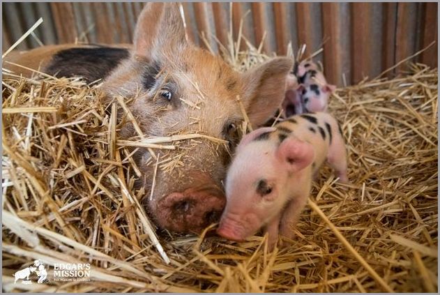 cute pigs 5