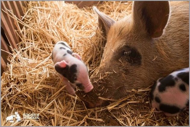 Cute pigs 6