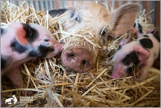 Cute pigs 7