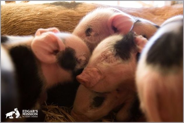 cute pigs 8