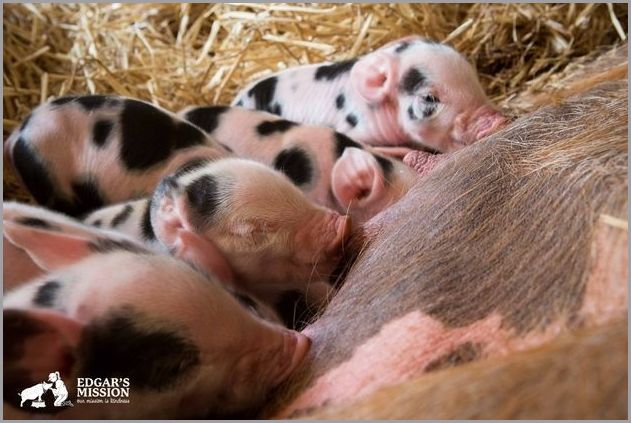 Cute pigs 9