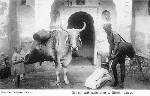 A bull & bhishti
