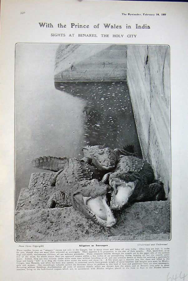 Alligator in Holy River Genges_1906