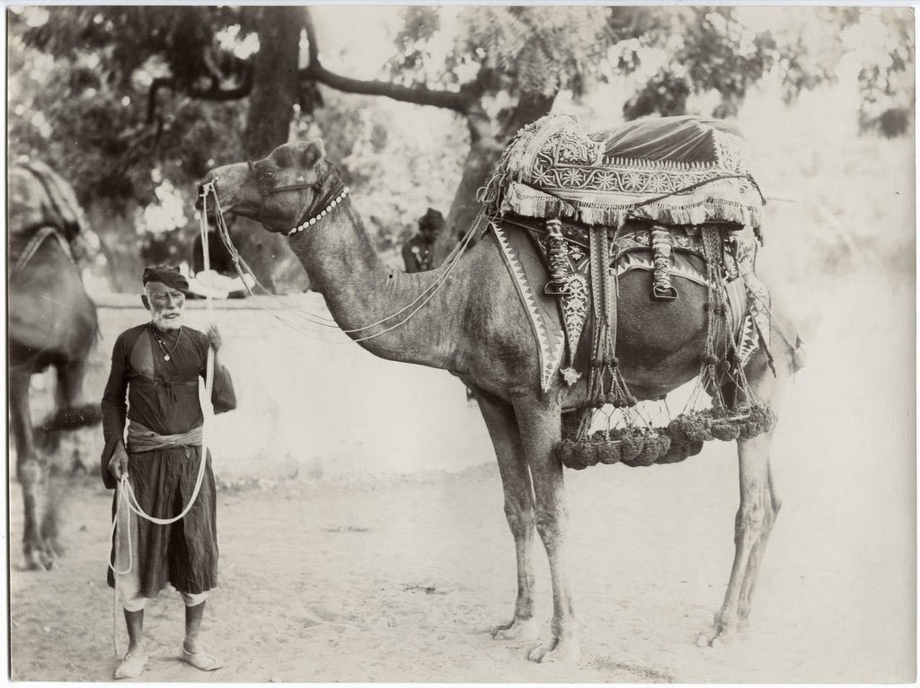 Camel with attendant - jaipur, rajasthan, c1900's