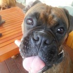cute dog