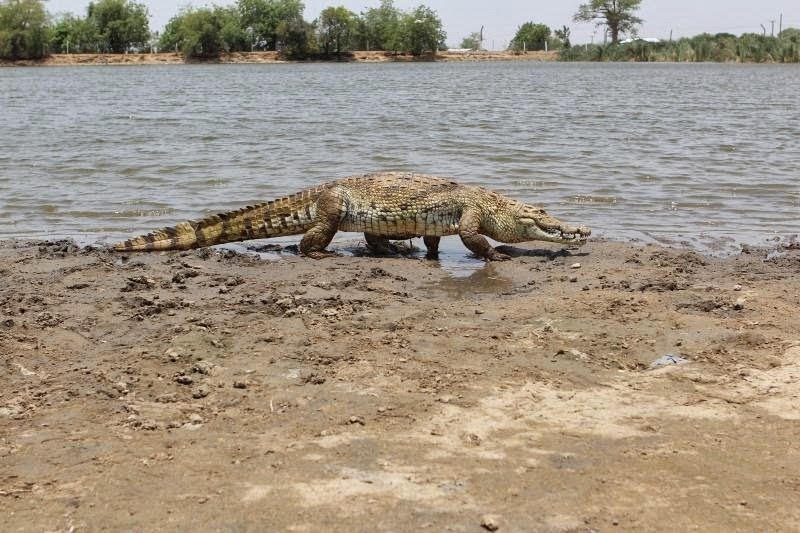 Crocodiles in paga, friendly crocodile