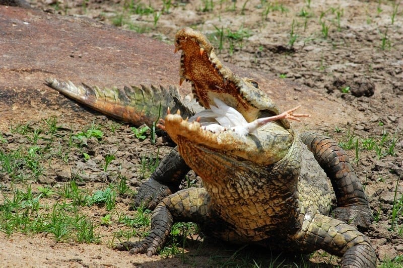 Crocodiles in paga, friendly crocodile