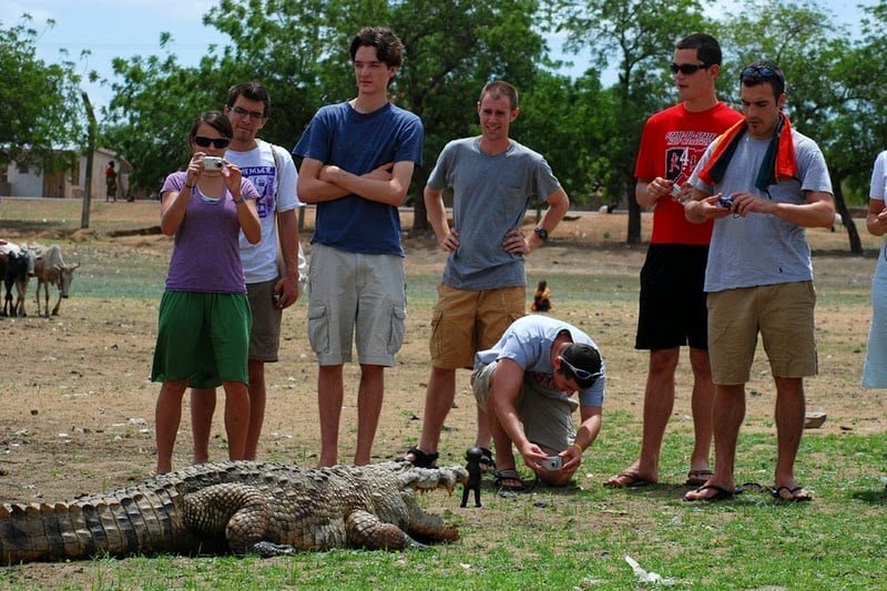 Crocodiles in paga, friendly crocodile