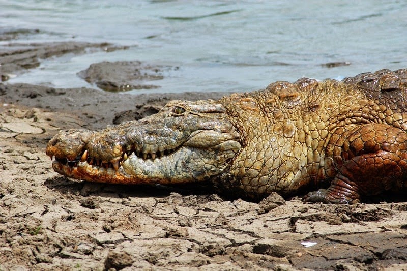 Crocodiles in paga, friendly crocodile