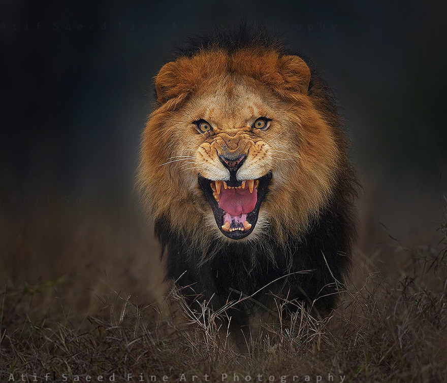 Lion atif saeed photography