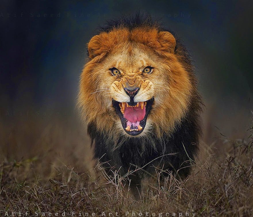 lion the king