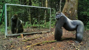 Animal, mirror, gorilla, funny, lol, viral, amazing, wild, Animals in Mirrors, Hilarious video, Animals Reactions, Xavier, gabon, africa