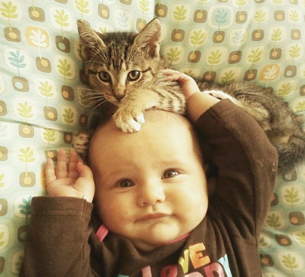 baby, babies, cat with kids, cat with baby, cat, animal, awesome, cool, omg, sweet, cuttest cat, cat photo, cat images