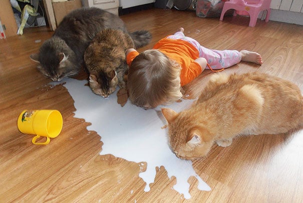 baby, babies, cat with kids, cat with baby, cat, animal, awesome, cool, omg, sweet, cuttest cat, cat photo, cat images